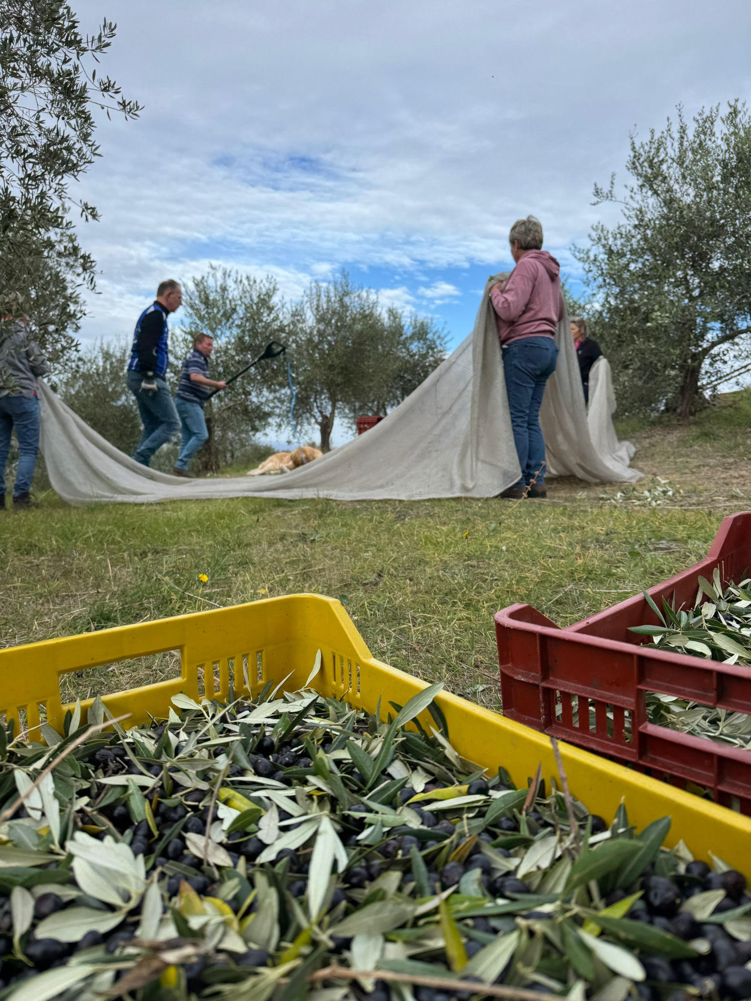 Villa Lidia owners and team harvesting olives with a large net